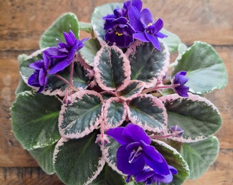 Planta de inicio de violeta africana azul Cajun's Code