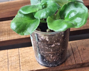 Optimara EverGrace African violet starter
