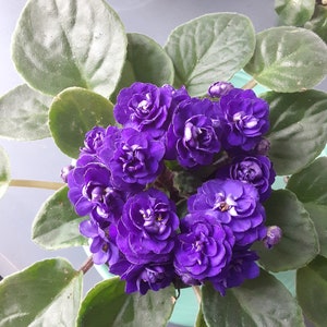 Planta joven de violeta africana Optimara Crater Lake II. imagen 1