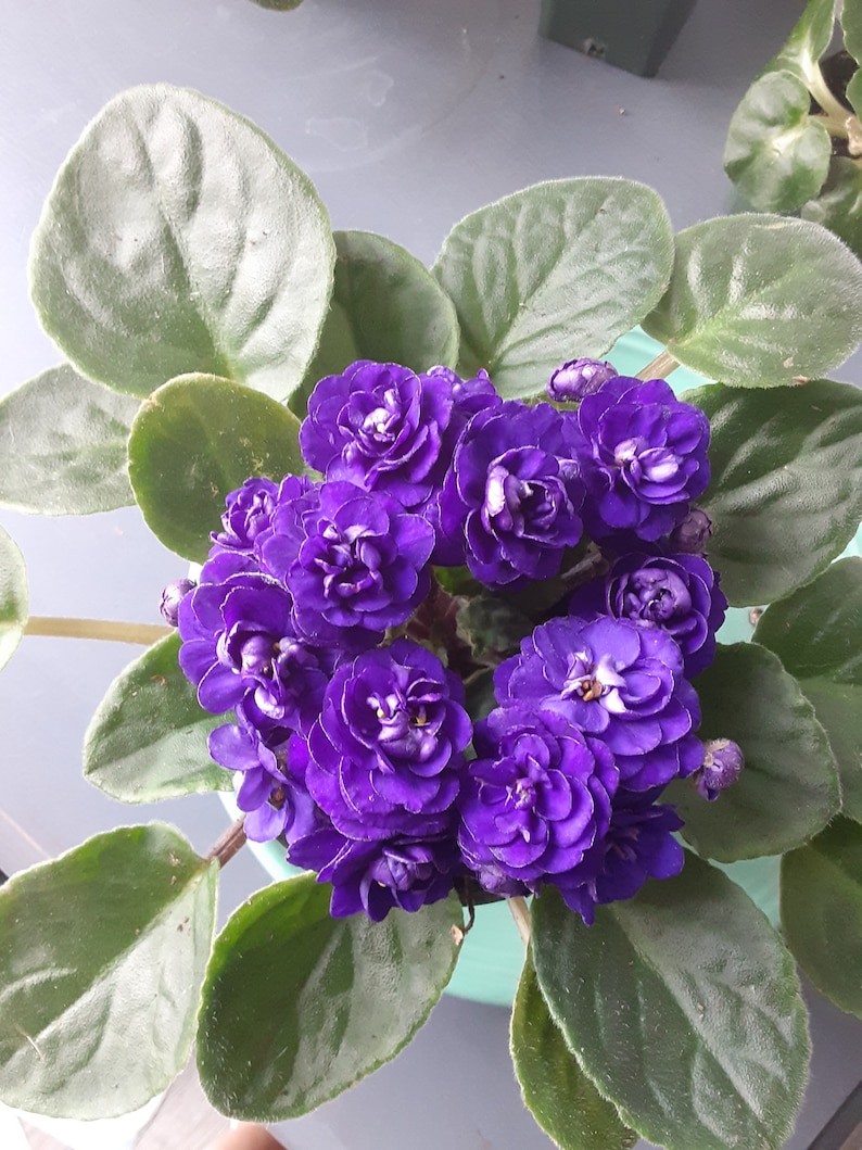 Planta joven de violeta africana Optimara Crater Lake II. imagen 1