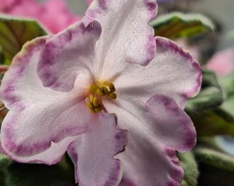 Planta joven de violeta africana Looking Glass (violeta africana estándar)