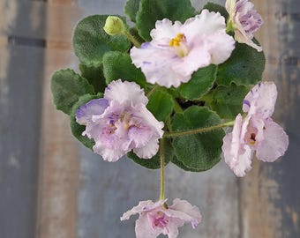 2 Propagation leaves of Rob's Smarty Pants African violet  ***mini***