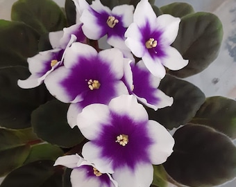 Optimara My Dream - Planta de inicio de violeta africana **estándar** LEA LA DESCRIPCIÓN