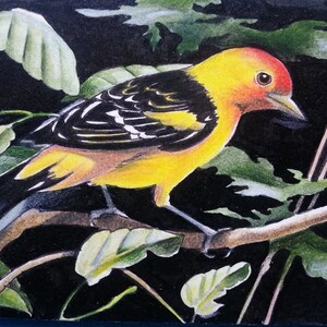 ACEO originale, pezzo unico, miniatura dipinta a mano di un tanager occidentale dell'artista Melody Lea Lamb, acquerello e matita colorata, affascinante