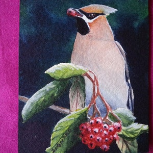 Original ACEO, one-of-a-kind, hand-painted, miniature of a bird eating red berries, Ginette Dignard, watercolor, charming