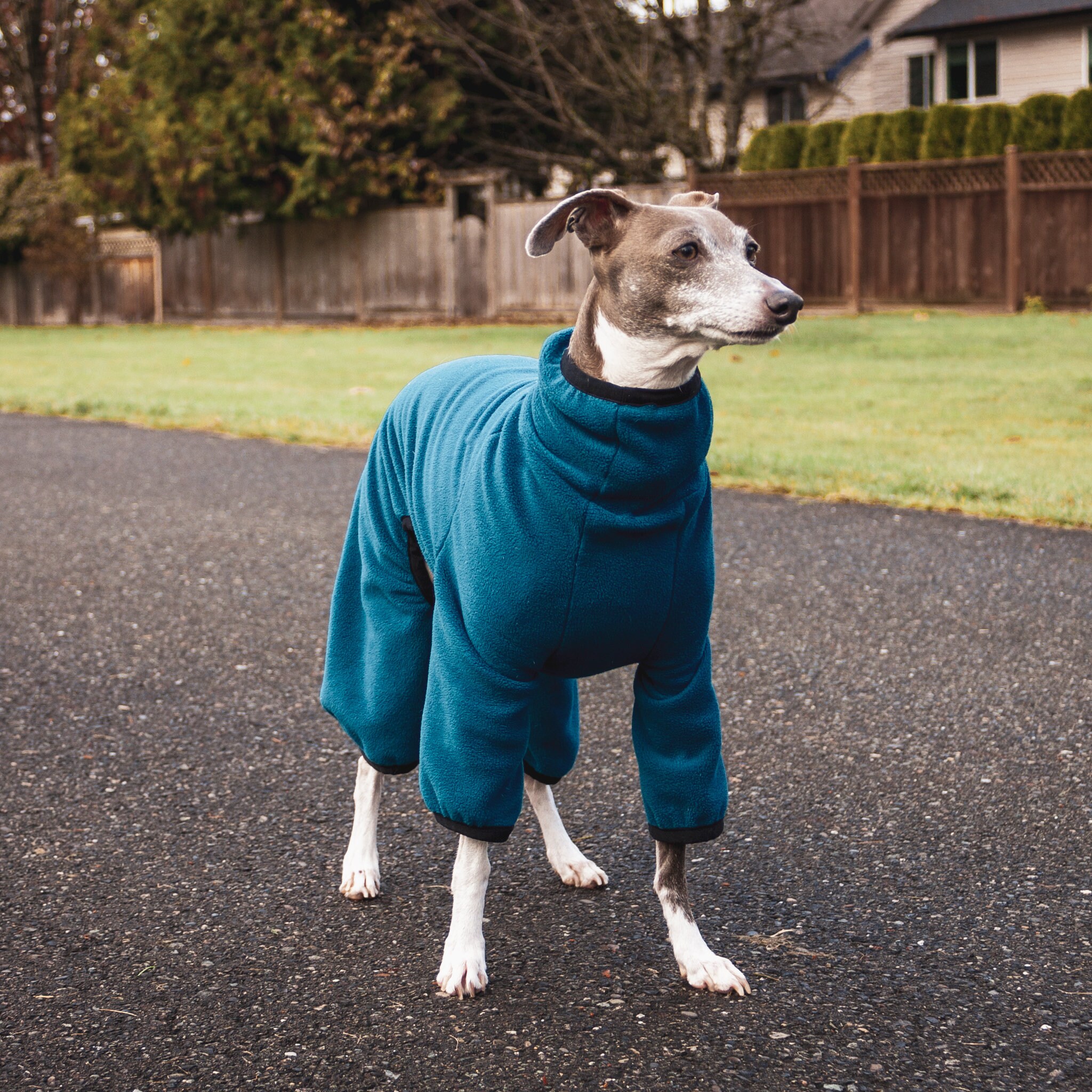Fleece Dog Pajamas - Teal Blue | Greyhound, Whippet, Pitbull, Xolo + - Etsy