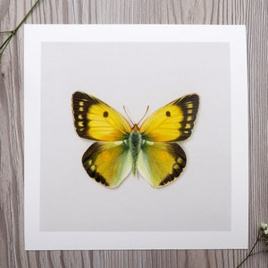 Clouded Yellow Butterfly Giclee Fine Art Print