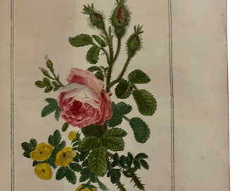 Puede incluir: Una ilustración botánica vintage de una rosa rosa con capullos amarillos y hojas verdes. El texto "Rose mousseuse. Simple Jaune." está impreso debajo de la imagen.