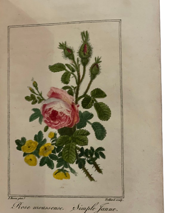 1820 Roses Book: Bessa Hand-colored Plates, French Botanical Art
