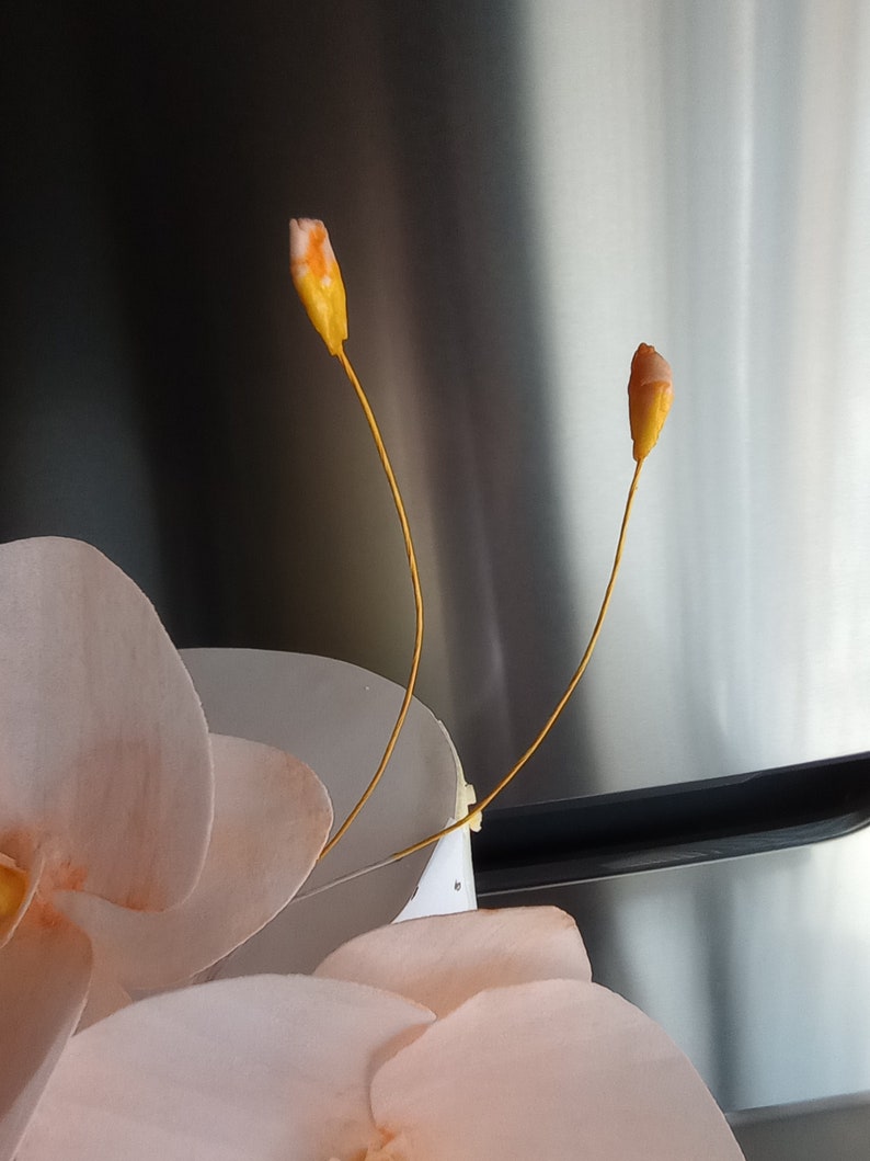 Puede incluir: Dos delicadas flores de orqu&iacute;dea rosa p&aacute;lido con tallos amarillos. Las orqu&iacute;deas est&aacute;n dispuestas en un jarr&oacute;n, con los tallos extendi&eacute;ndose hacia arriba.