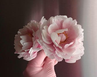 May include: A bouquet of three pink peonies with delicate petals and a soft, layered texture.