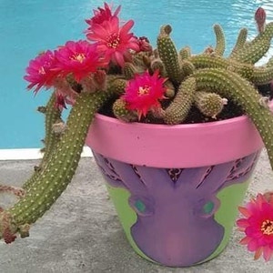 May include: A pink and purple ceramic planter with an octopus design, featuring a cactus plant with pink flowers.