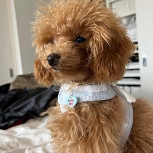 Collar Charms | “HUG ME” | Candy Heart Cat and Dog Collar Charms | Pet Collar Accessories | Clip On Pet Collar Charm