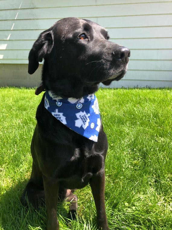 dog bandanas toronto