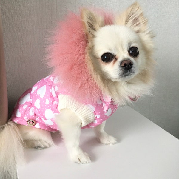 Teacup Chihuahua Etsy