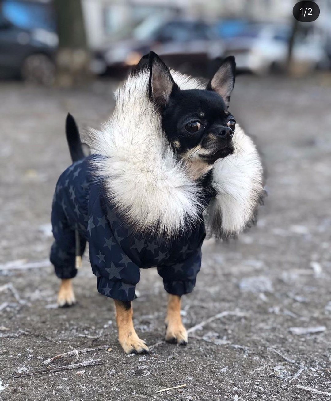 Custom Reflective Dog Snowsuit: Waterproof Winter Clothes for Small Breeds 