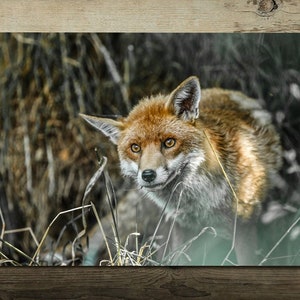 Fox