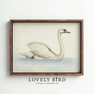 Vintage Swan Painting: French Farmhouse Style Art Print (Digital Download) #1049