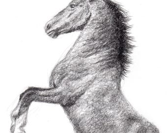 Original Rearing Horse Pencil Drawing: Horse Sketch Art, 8.5x11" Unframed