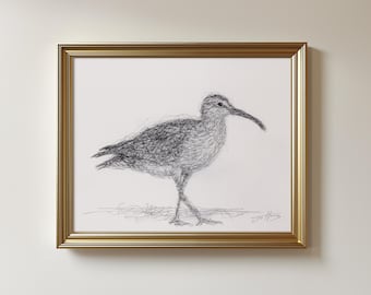 Original Whimbrel Bird Drawing - Pen & Ink Unframed Sketch Art (8.5 x 11 inches)