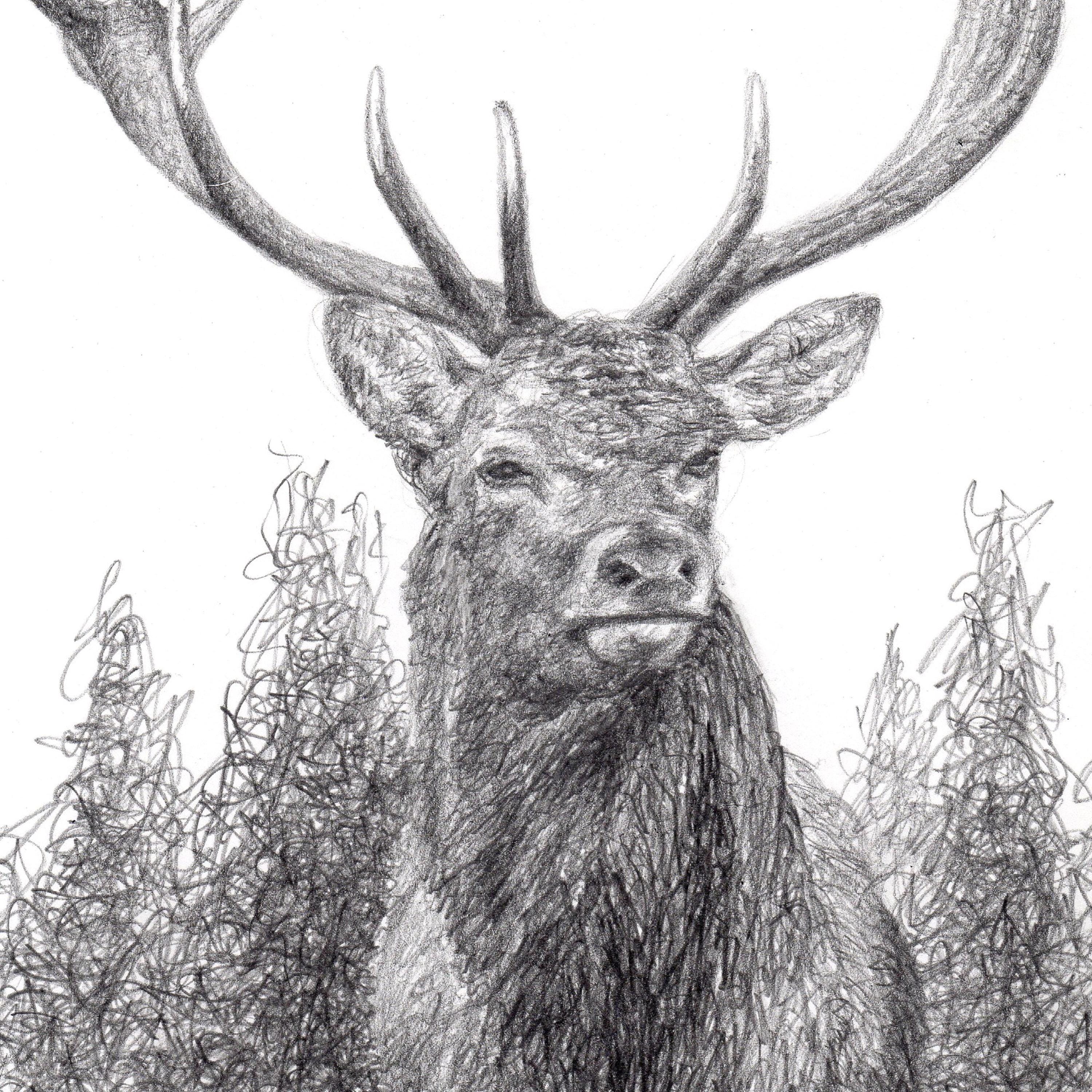 オリジナルのトナカイの鉛筆画：鹿のスケッチアート、8.5x11インチ