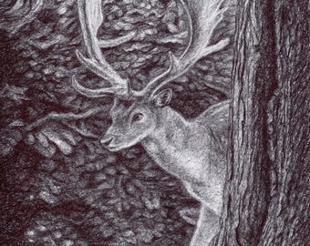 Original Deer Drawing, Animal art, Biro Pen (8.5x11 in, Unframed)
