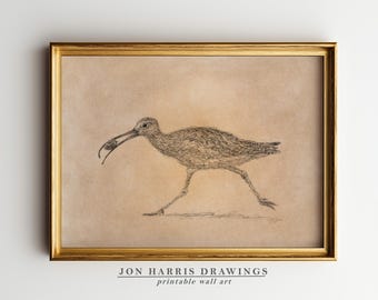 Vintage Long Billed Curlew Printable Wall Art: Pen & Ink Sandpiper Bird Sketch (Digital Download) JSH-350