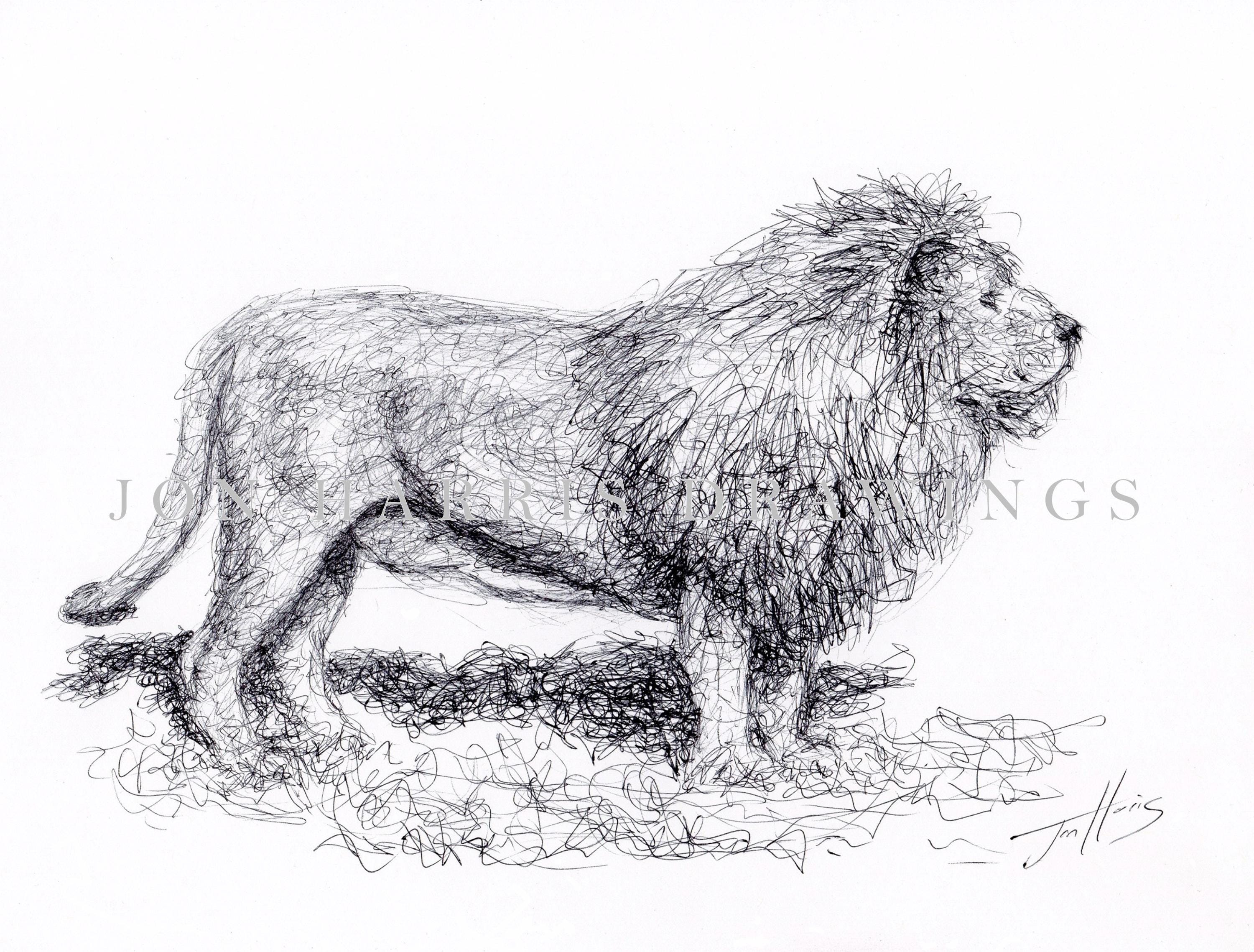 ライオン　動物ペン画No.14 オリジナルライオン ボールペン画 - フレームなしライオンスケッチ