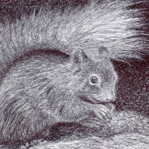 May include: A detailed pen and ink drawing of a squirrel. The squirrel is depicted in profile, with its fluffy tail and fur rendered in intricate lines. The artwork is primarily in shades of gray and black, with a focus on texture and detail.