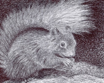 Original Squirrel Biro Pen Drawing - Unframed Squirrel Sketch Art (8.5 x 11 inches)