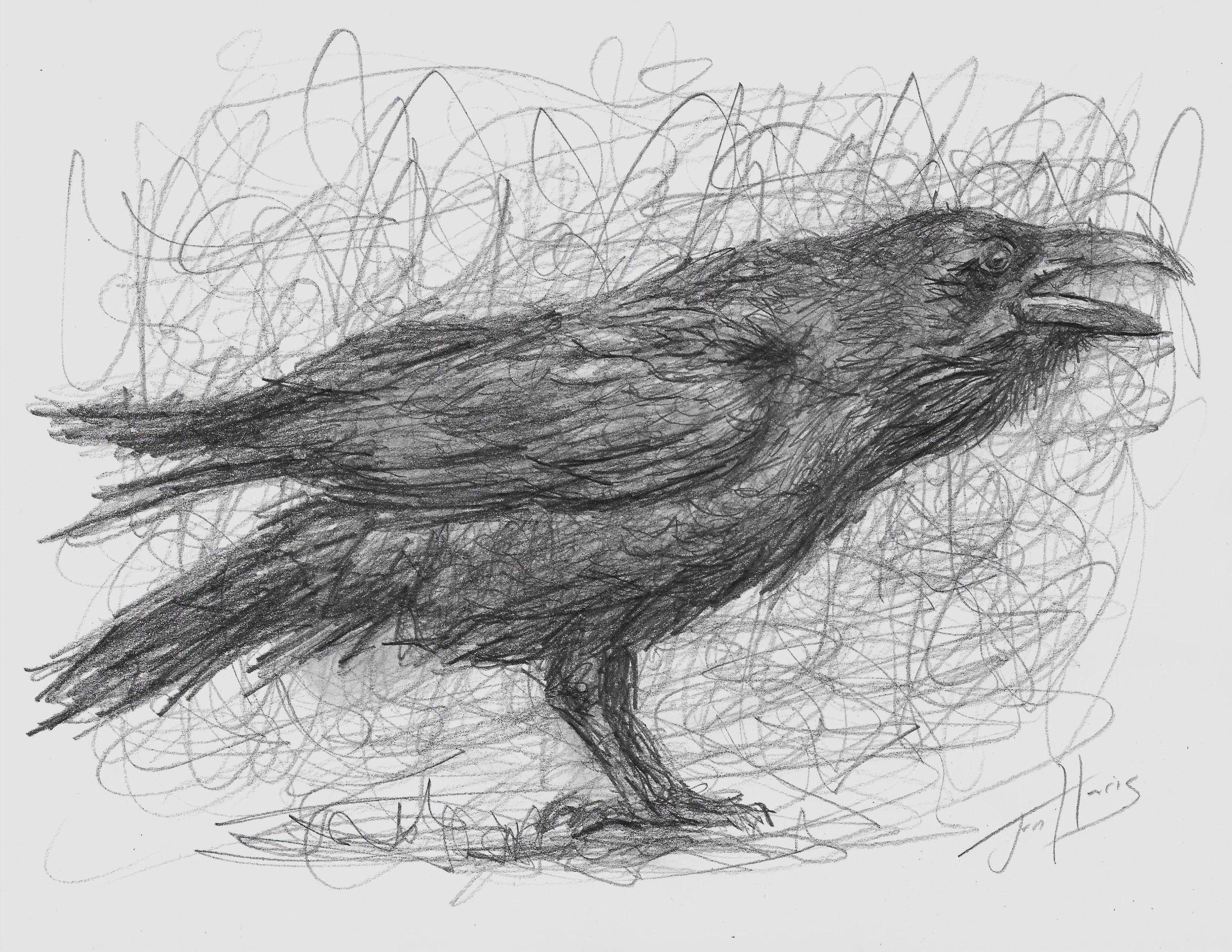 オリジナルのカラスの鉛筆画：フレームなしの鳥のアート（8.5x11インチ