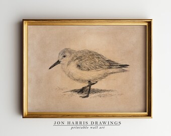Vintage Sanderling Printable Wall Art: Pen & Ink Bird Sketch (Digital Download) JSH-344