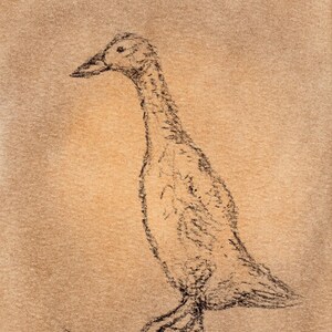 Puede incluir: Boceto a carboncillo de un ganso de perfil, sobre un fondo beige. La obra de arte utiliza l&iacute;neas texturizadas para representar el cuello largo, el pico y la postura del ave. La firma del artista es visible en la esquina inferior derecha.