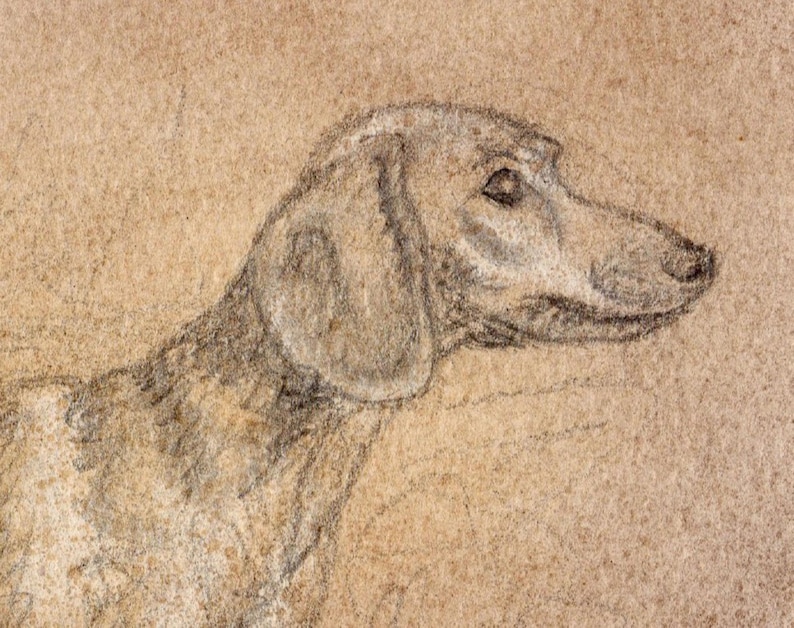 May include: A pencil sketch of a dog's head in profile, showing the animal's features. The dog has a long snout, floppy ear, and a gentle expression. The drawing is in shades of grey on a tan background.