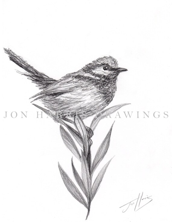 Bird Sketches(バード・スケッチズ) Original Bird Pencil Drawing: Botanical Art, 8.5x11