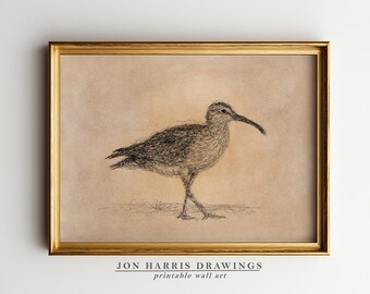 Vintage Whimbrel Bird Sketch Print: Rustic Country Wall Art (Digital Download) JSH-342