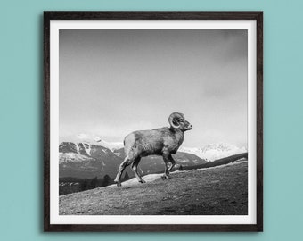 Climbing Bighorn Sheep - Art Print