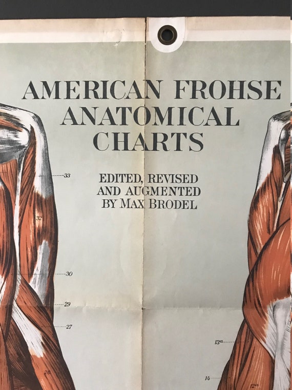 Wall Chart Of Human Anatomy Book