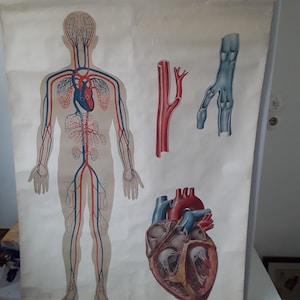Vecchia mappa da muro della scuola, carta didattica anatomica della circolazione sanguigna umana, poster su tela, loft, decorazione industriale vintage