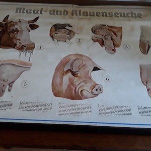 Uralte Schulwandkarte Maul und Klauenseuche Landwirtschaftliche  Lehrtafel Lehrkarte Lehrmittel Vintage Boudoir Brocante Dekoration