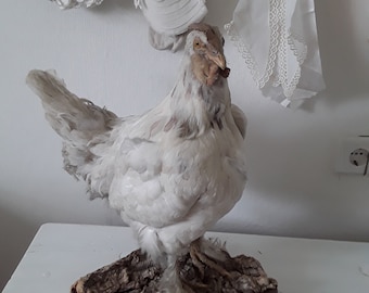 Old Taxidermy Chicken Hen Large Domestic Chicken Chicken Preparation Taxidermy Stuffed Chicken Preparation Vintage Boudoir Brocant Decoration Country House