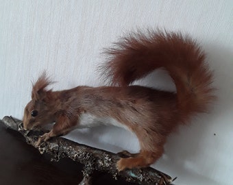 Old Animal Taxidermy Squirrel Taxidermy Teaching Aid French Living Vintage Boudoir Brocante Decoration