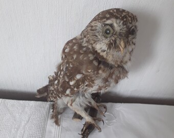 Altes Waldkauz Präparat Taxidermy ausgestopfter Vogel Kauzpräparat Präparatoren Schulpräparat Vintage Boudoir Brocante Dekoration