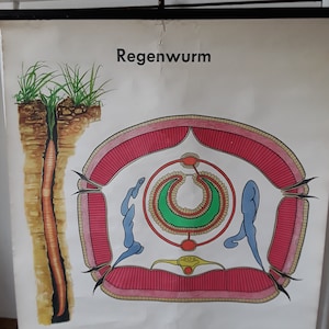 REGENWURM alte Schulwandkarte Rollkarte Lehrmittel Boho Vintage Brocante Deko