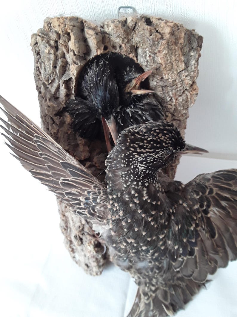Old Bird Taxidermy STAR Feeds Offspring Songbird Taxidermy Stuffed