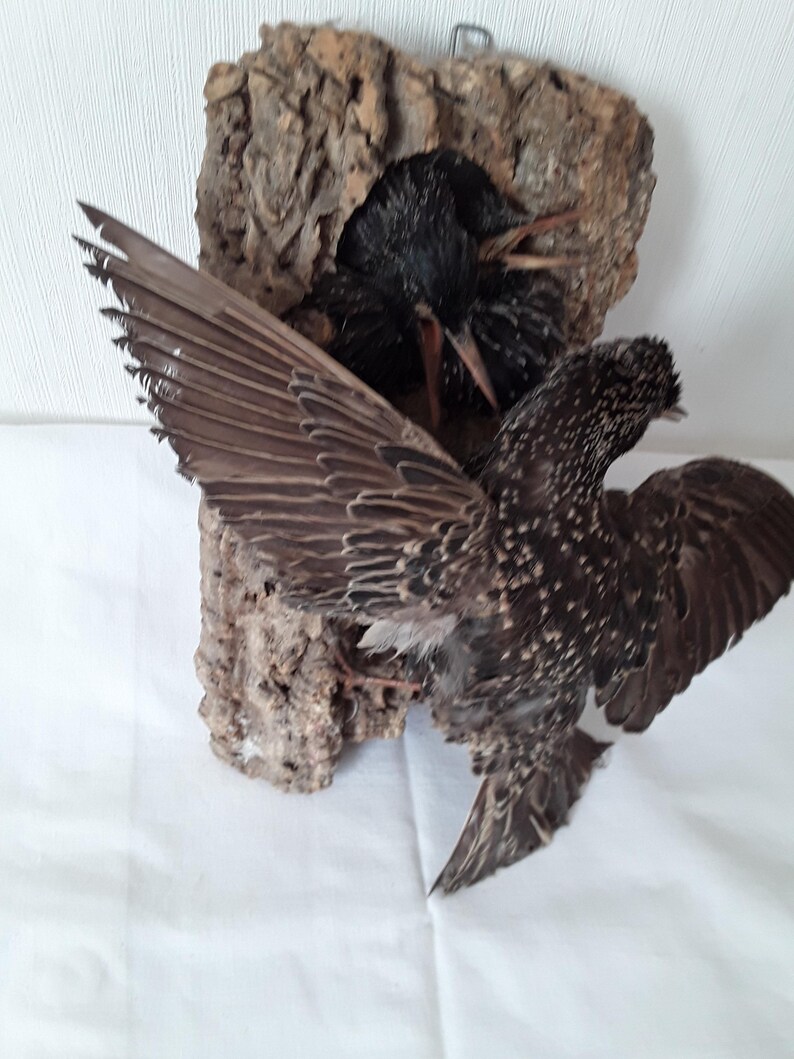 Old Bird Taxidermy STAR Feeds Offspring Songbird Taxidermy Stuffed