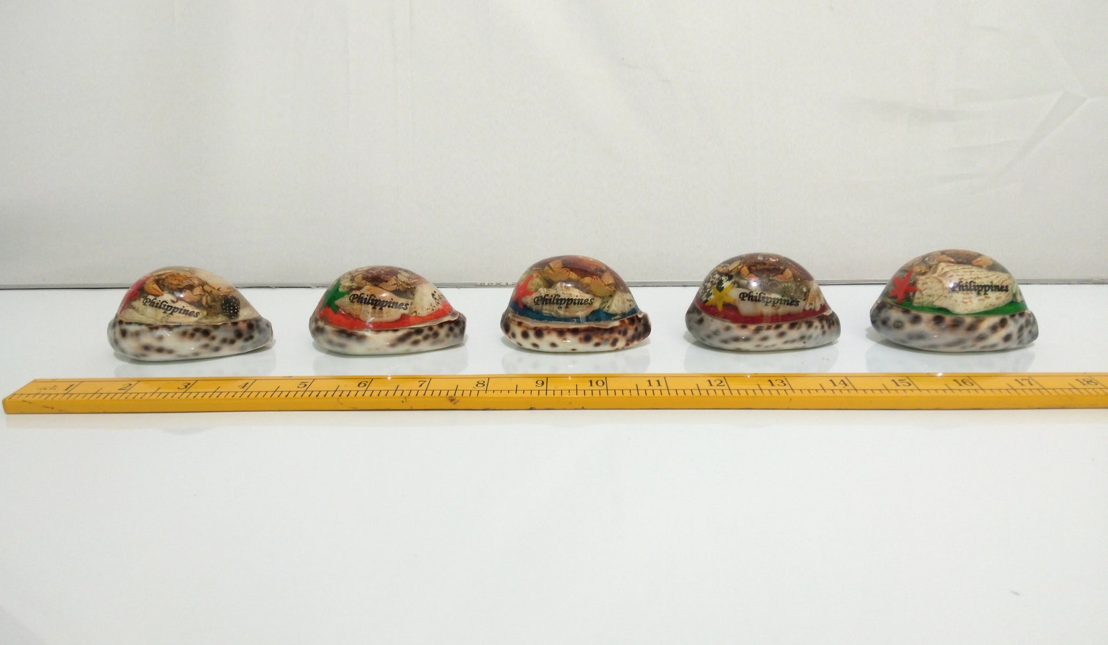 Seashell Paper Weight Made in Philippines Sea Shell Table Top - Etsy