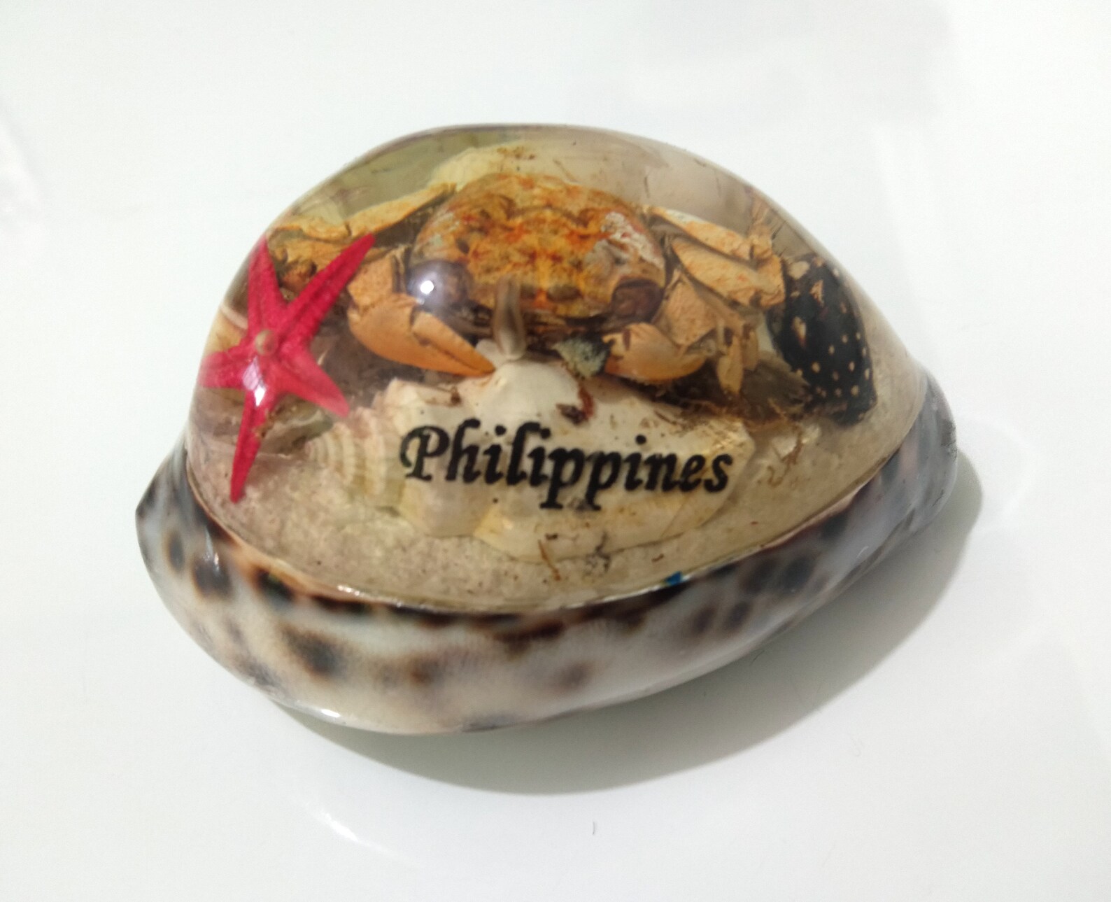 Seashell Paper Weight Made in Philippines Sea Shell Table Top - Etsy