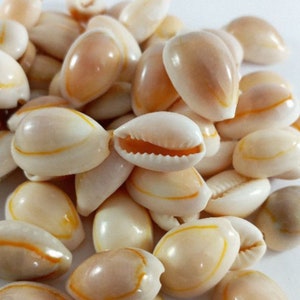 Bulk Cowrie Shells for Sungka Game, Shells for Arts and Crafts, Seashells for Jewelry Making, Sea Shells for Aquarium, Shells for Wedding