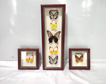 Real Framed Butterfly Set Bundle Deals Made in Philippines, Set of 3 Framed Preserved Butterflies Hanging Wall Decor, Butterfly Lovers Gifts